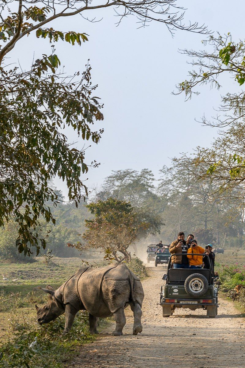 Kaziranga Wildlife Safari (2 Days)